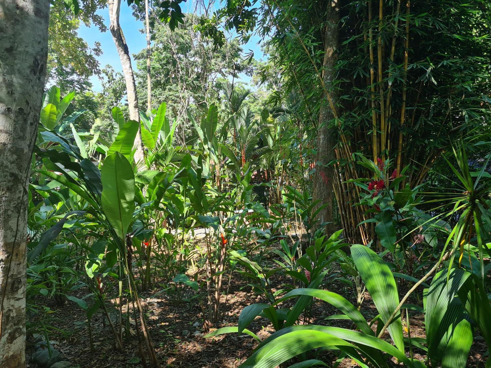 Willa El Jardin De Playa Negra Puerto Viejo de Talamanca Zewnętrze zdjęcie